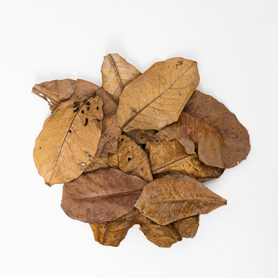 Indian Almond (Catappa) Leaves (Small) (10 Pack) - GROW TROPICALS