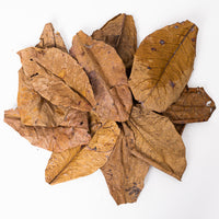 Indian Almond (Catappa) Leaves (Large) (10 Pack)