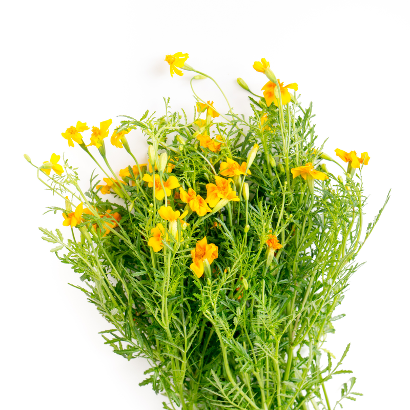 Marigold 'Starfire Mix' Seeds — Default Title