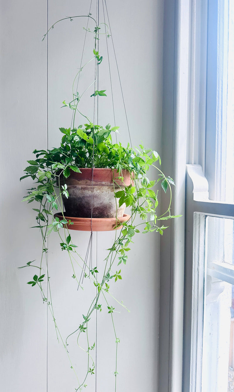 Bella Minimalist Wire Plant Pot Hanger Pots & Planters The Planted House
