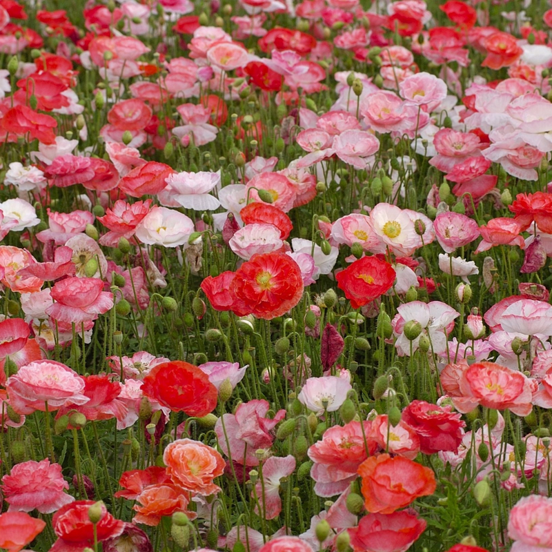 Poppy 'Falling in Love' Seeds — Default Title
