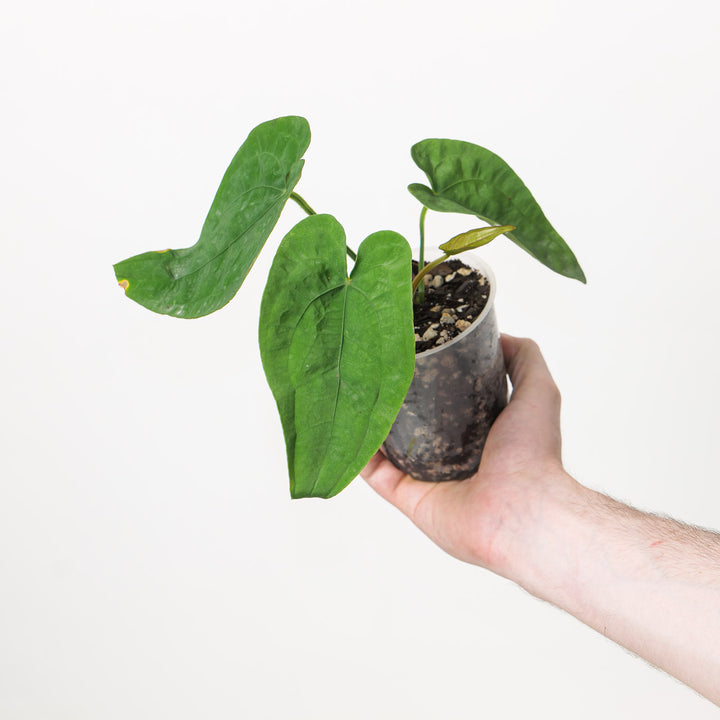 Anthurium dressleri x papillilaminum GY #72 Plants GrowTropicals