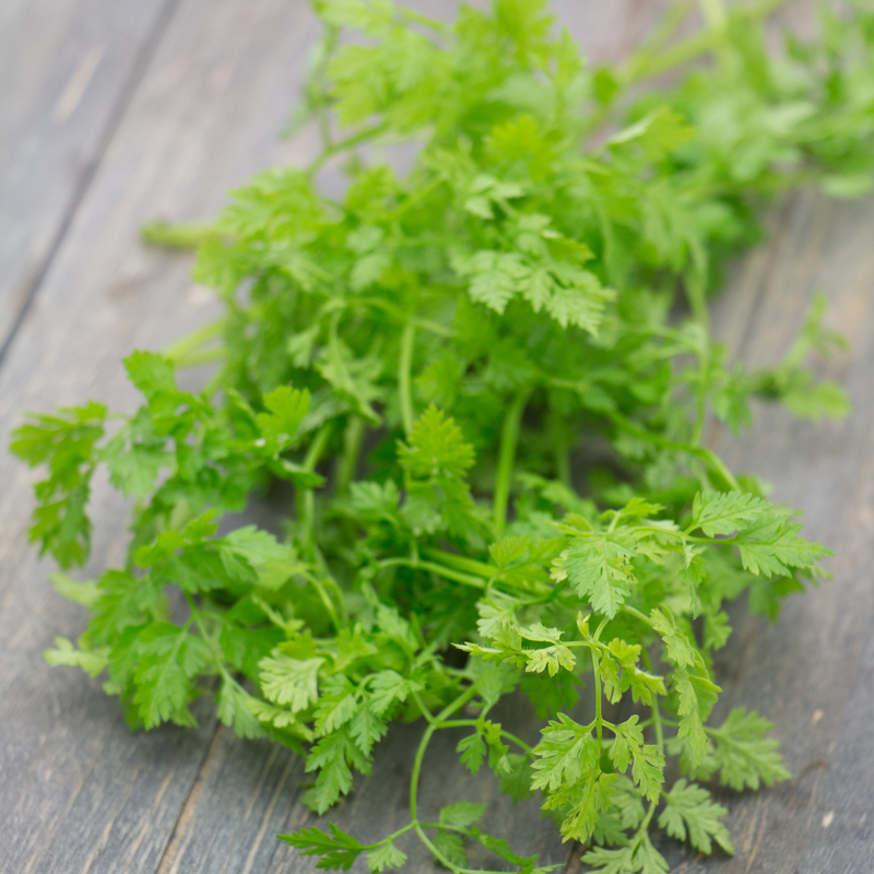 Chervil 'Brussels Winter' Seeds — Default Title