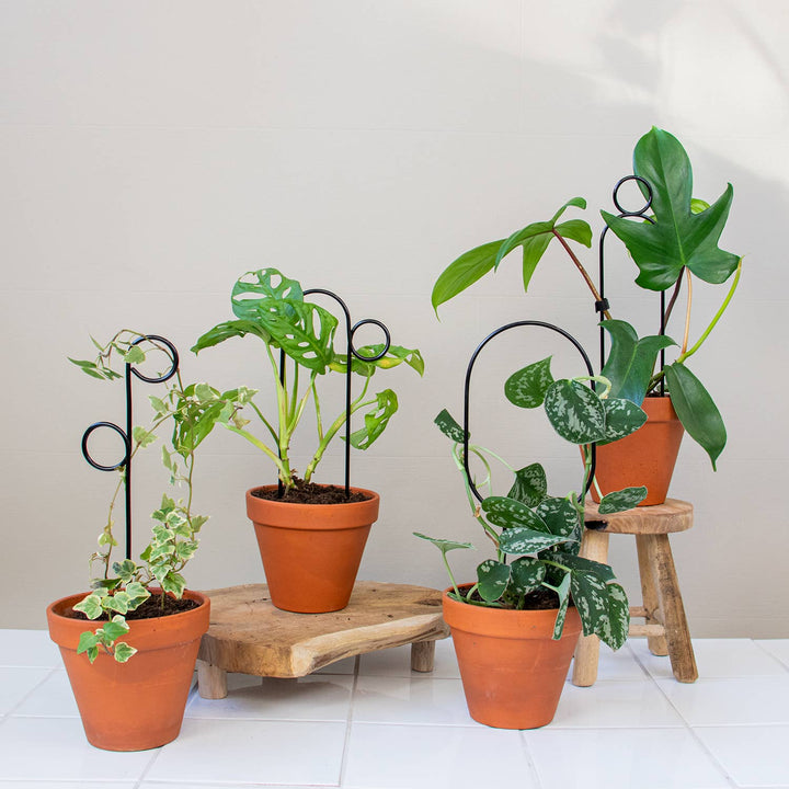 Mini Plant Stake - Hoop - Black Plant Support Botanopia