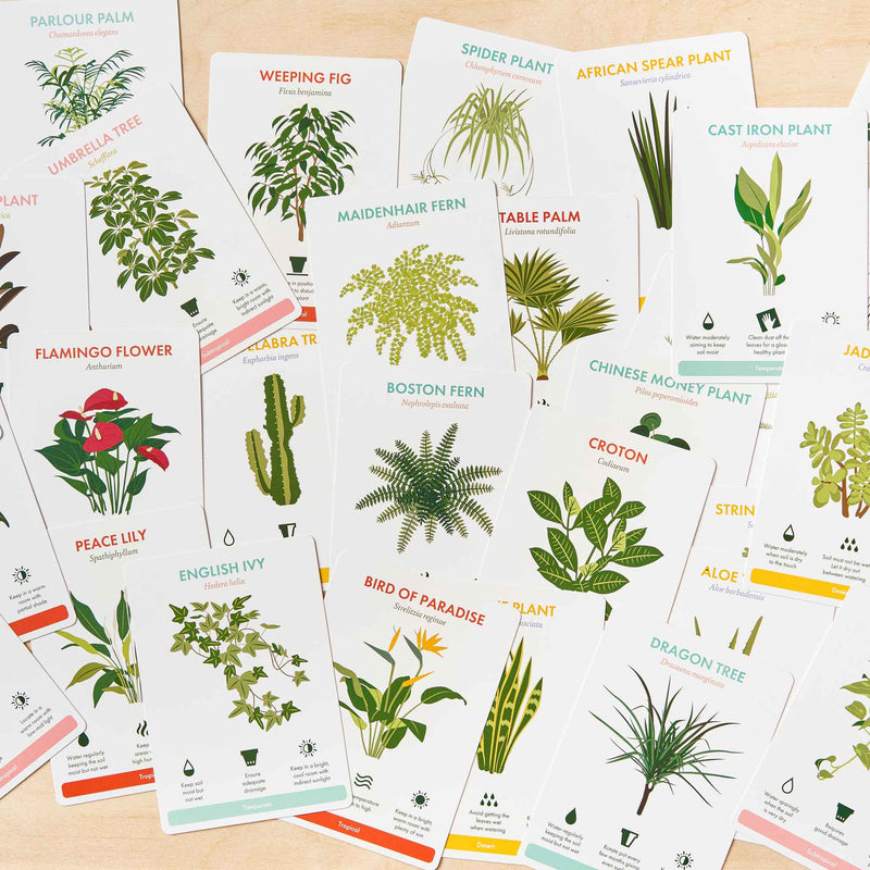 Houseplant Care Cards - Boxed Set of 35 Gifts Another Studio UK