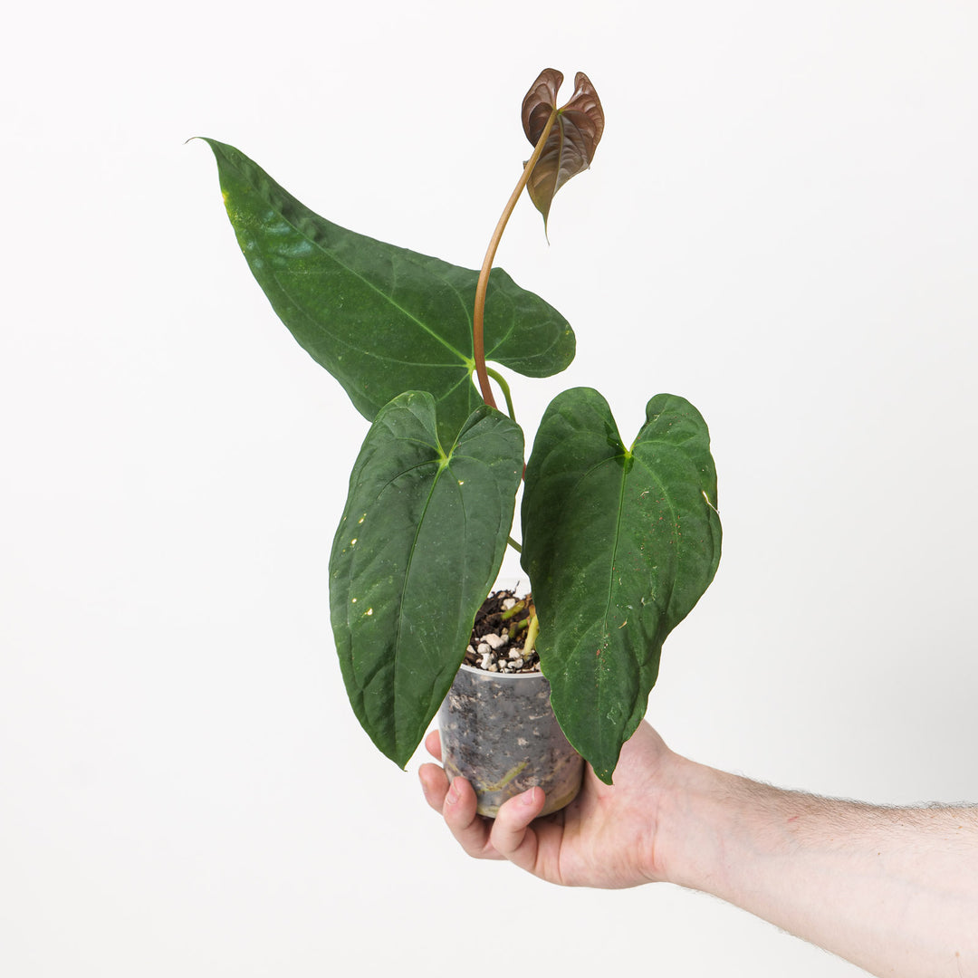 anthurium papillilaminum fort sherman Anthurium 'Fort Sherman' x papillilaminum GY