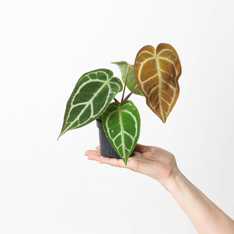 Anthurium crystallinum 'Special Select Forms' Plants GrowTropicals