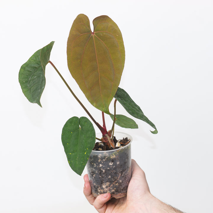 Anthurium dressleri x RVDP #60 Plants GrowTropicals