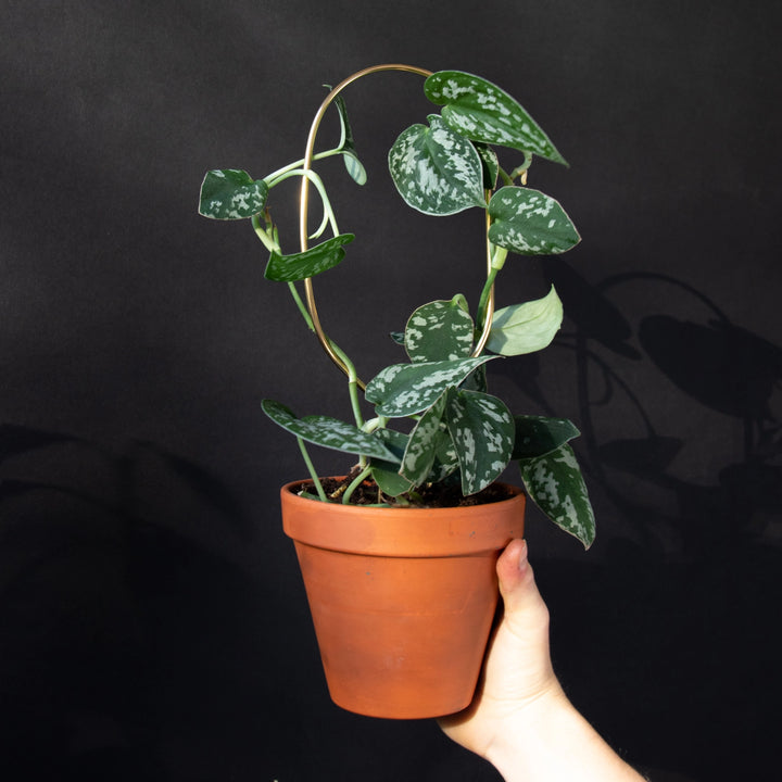 Mini Plant Stake - Hoop - Gold Plant Support Botanopia