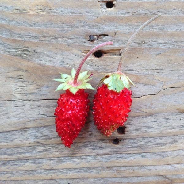 Alpine Strawberry 'Baron Solemacher' Seeds — Default Title