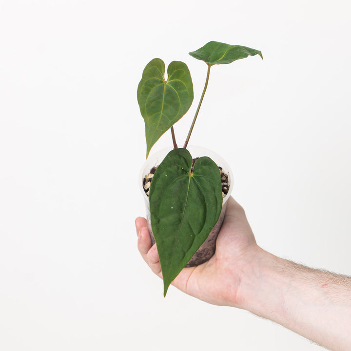 Anthurium Ace of Spades (Indo Form) #89 Plants GrowTropicals