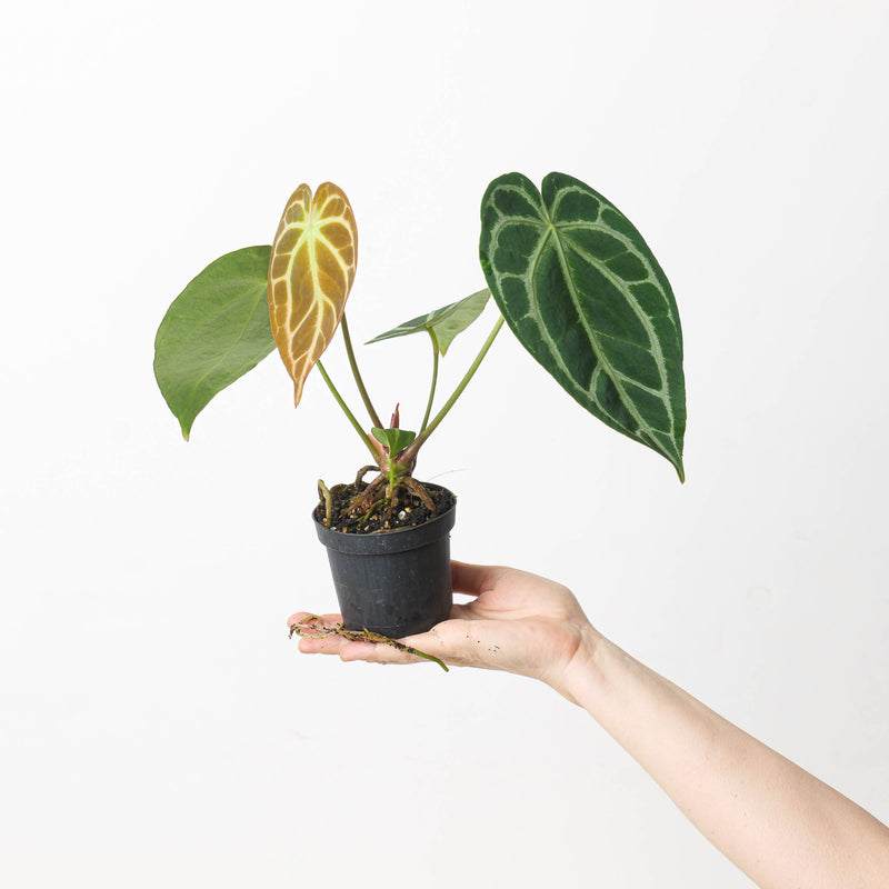 Anthurium crystallinum 'Special Select Forms' Plants GrowTropicals