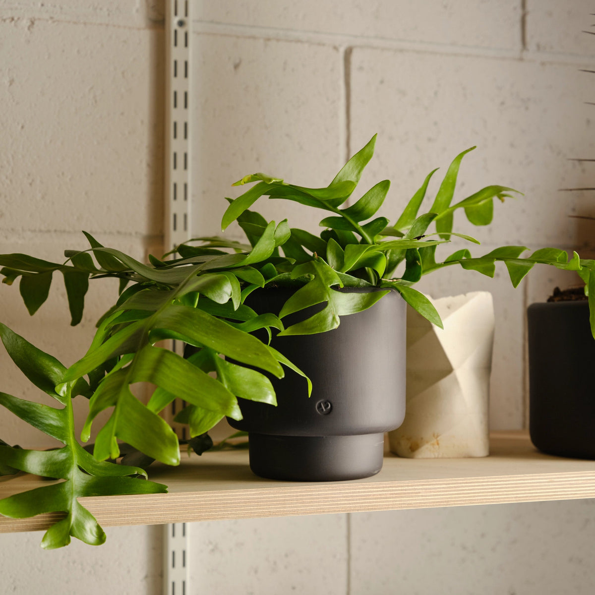 Botany Pots Rats Aaron Probyn Botany Pot Medium - Graphite Black | Pots & Planters ...