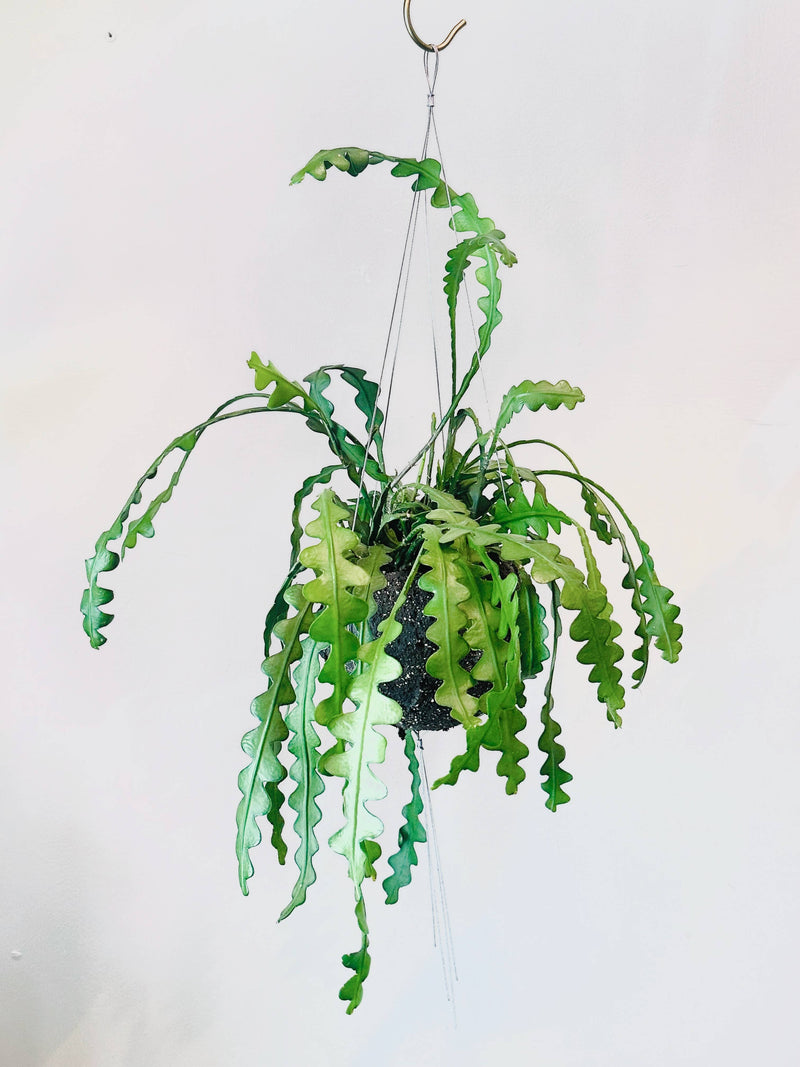 Bella Minimalist Wire Plant Pot Hanger Pots & Planters The Planted House