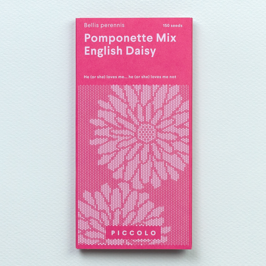 English Daisy 'Pomponette Mix' Seeds Seeds Piccolo Seeds
