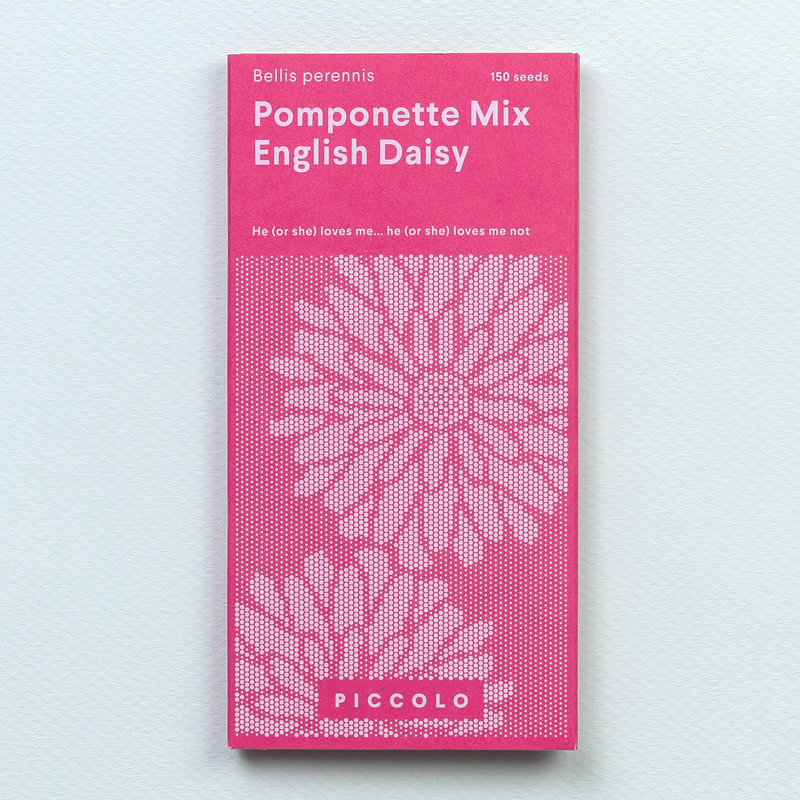 English Daisy 'Pomponette Mix' Seeds Seeds Piccolo Seeds