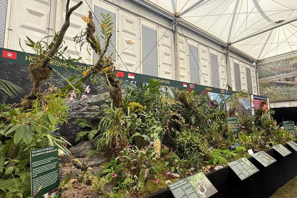 Singapore Botanic Gardens’ orchid display awarded gold medal at London’s Chelsea Flower Show 