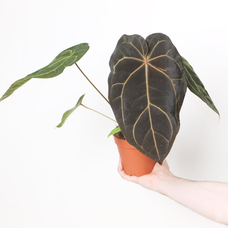 DocBlock Anthurium Dark & Handsome '9' x Zara '14' by DocBlock® Specific Plant Plants DocBlock