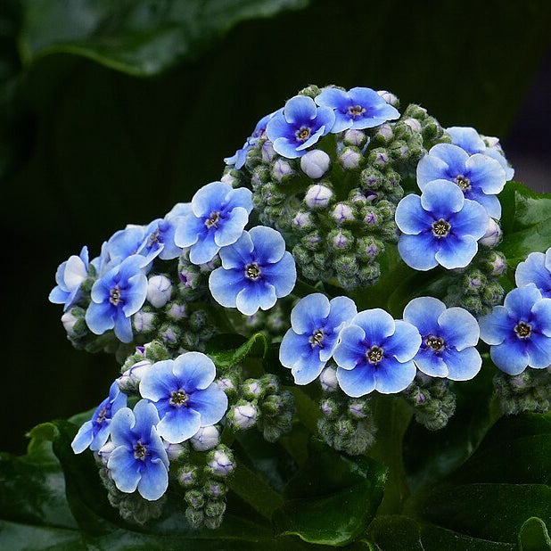 Myosotidium hortensia Plants - Outdoor GROW TROPICALS