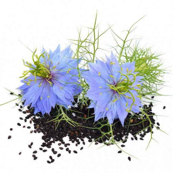 Nigella sativa (Black Cumin) Seeds — Default Title