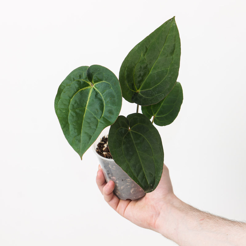 Anthurium (Zara x Michelle) x RVDP A2 Plants GrowTropicals