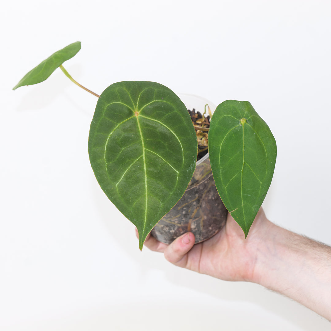 Anthurium 'Green Spider' Plants GrowTropicals