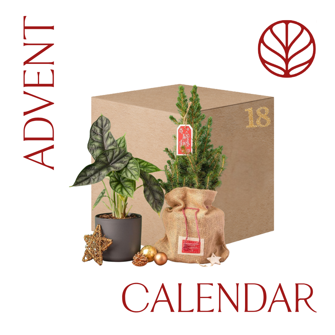 NEW: GrowTropicals 2025 Houseplant Advent Calendar Gift GrowTropicals