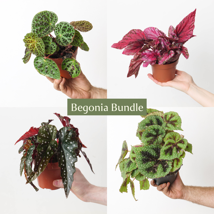 Begonia Bundle - GROW TROPICALS
