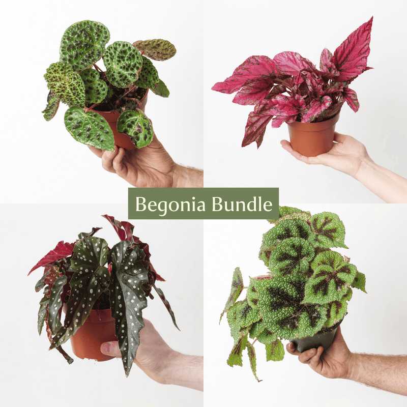 Begonia Bundle Plant Bundle GrowTropicals