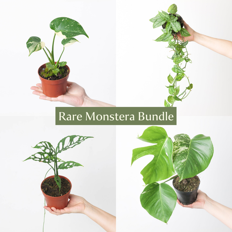 Rare Monstera Bundle Plant Bundle GrowTropicals