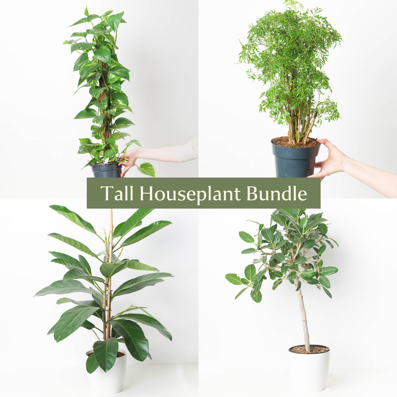 Tall Houseplant Bundle Plant Bundle GrowTropicals