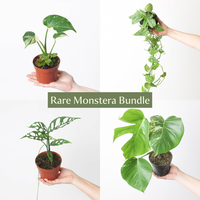Rare Monstera Bundle