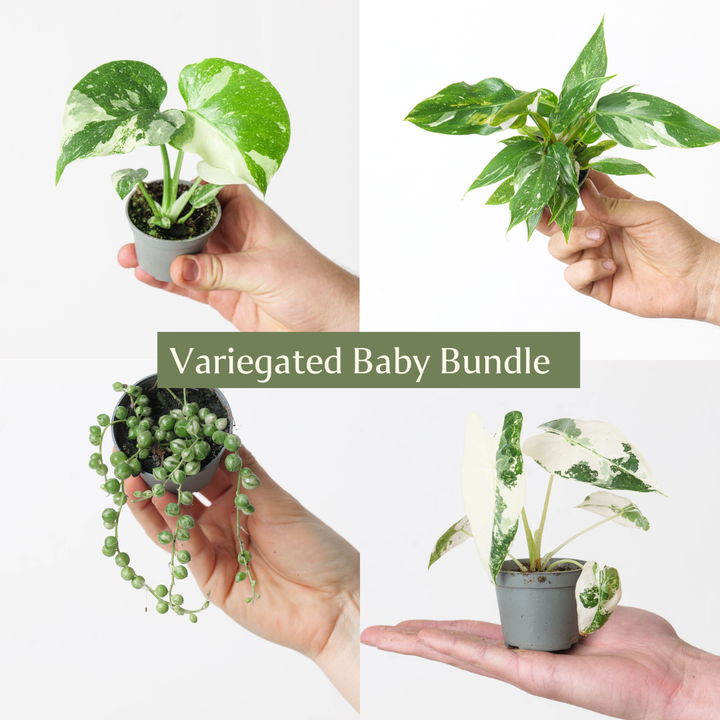 Variegated Baby Bundle - GROW TROPICALS