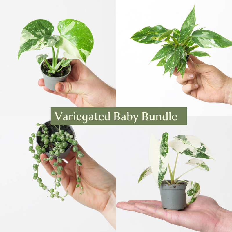 Variegated Baby Bundle Plant Bundle GrowTropicals