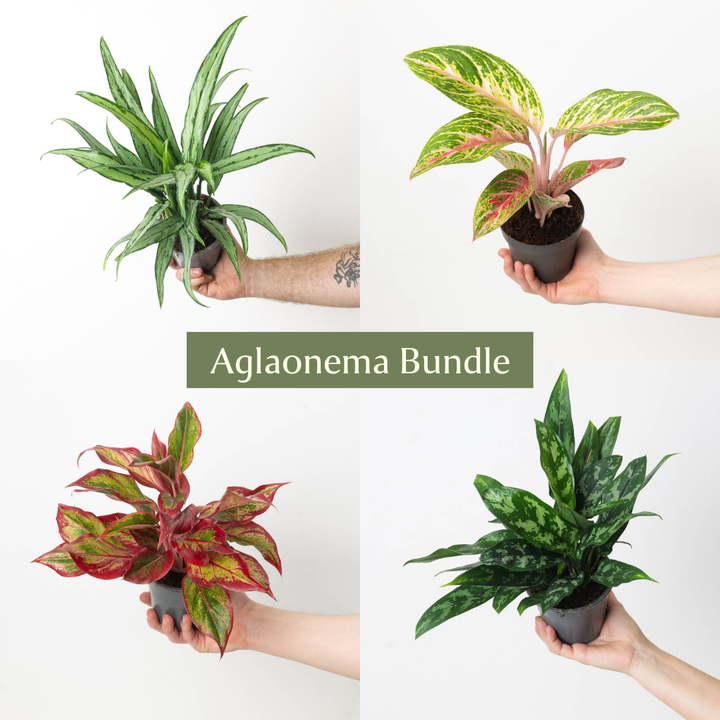 Aglaonema Bundle - GROW TROPICALS