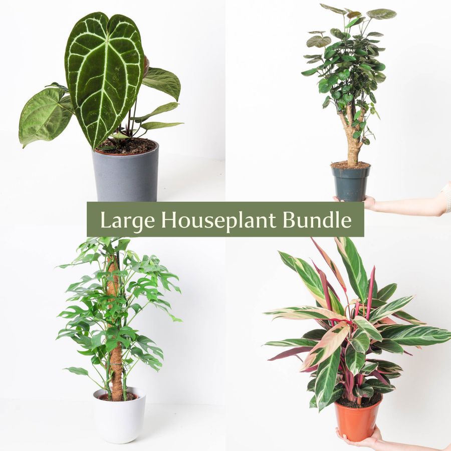 Large Houseplant Bundle - GROW TROPICALS