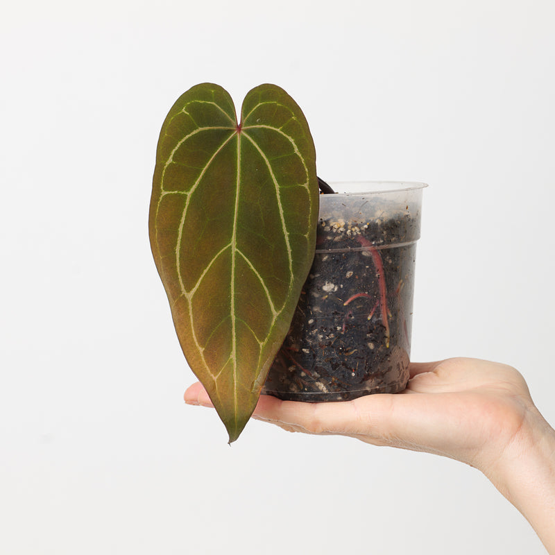 Anthurium Ace of Spades (Green Form) 9cm Plants GrowTropicals