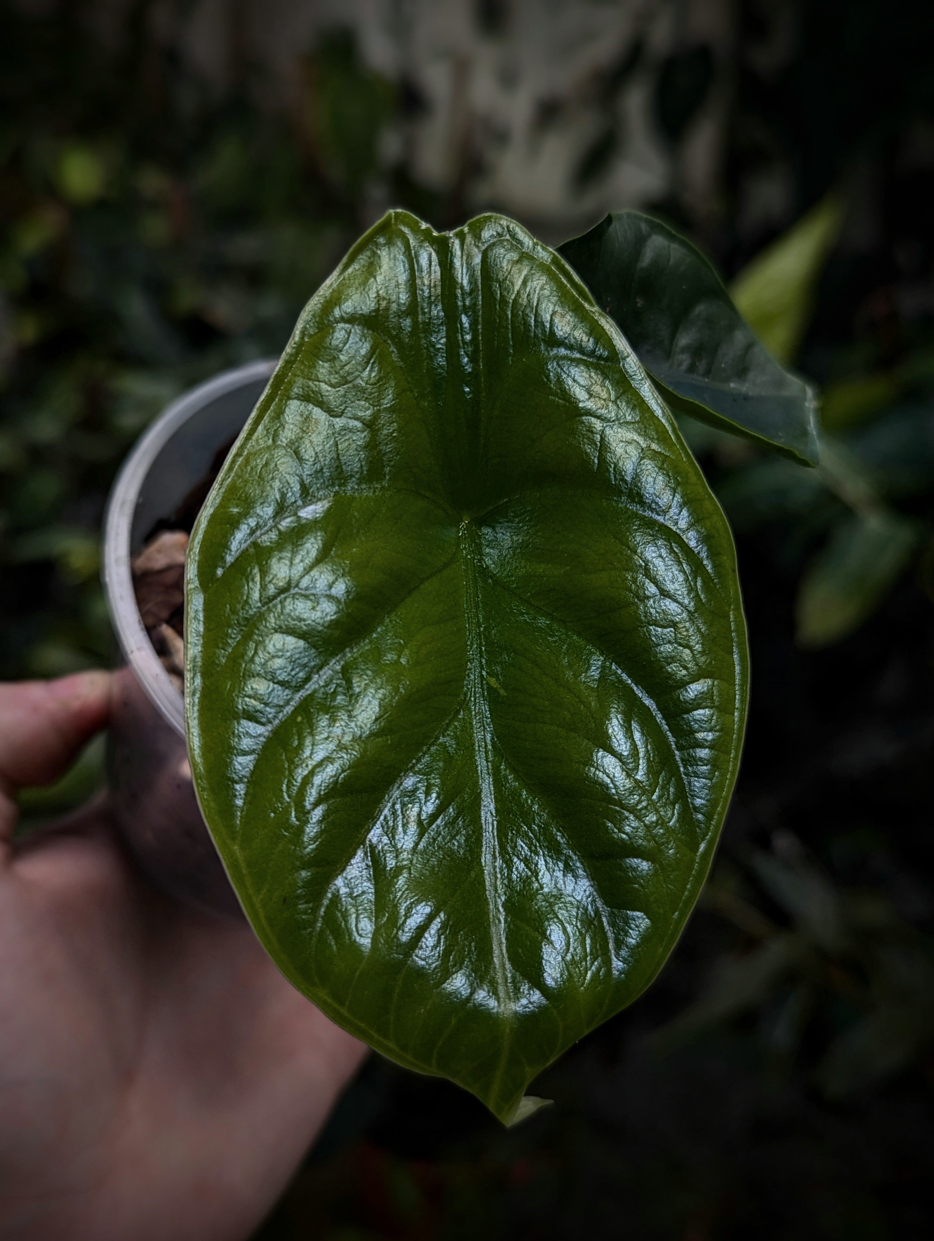 Alocasia 'Green Unicorn' Azlanii x Dragon Scale | Plants