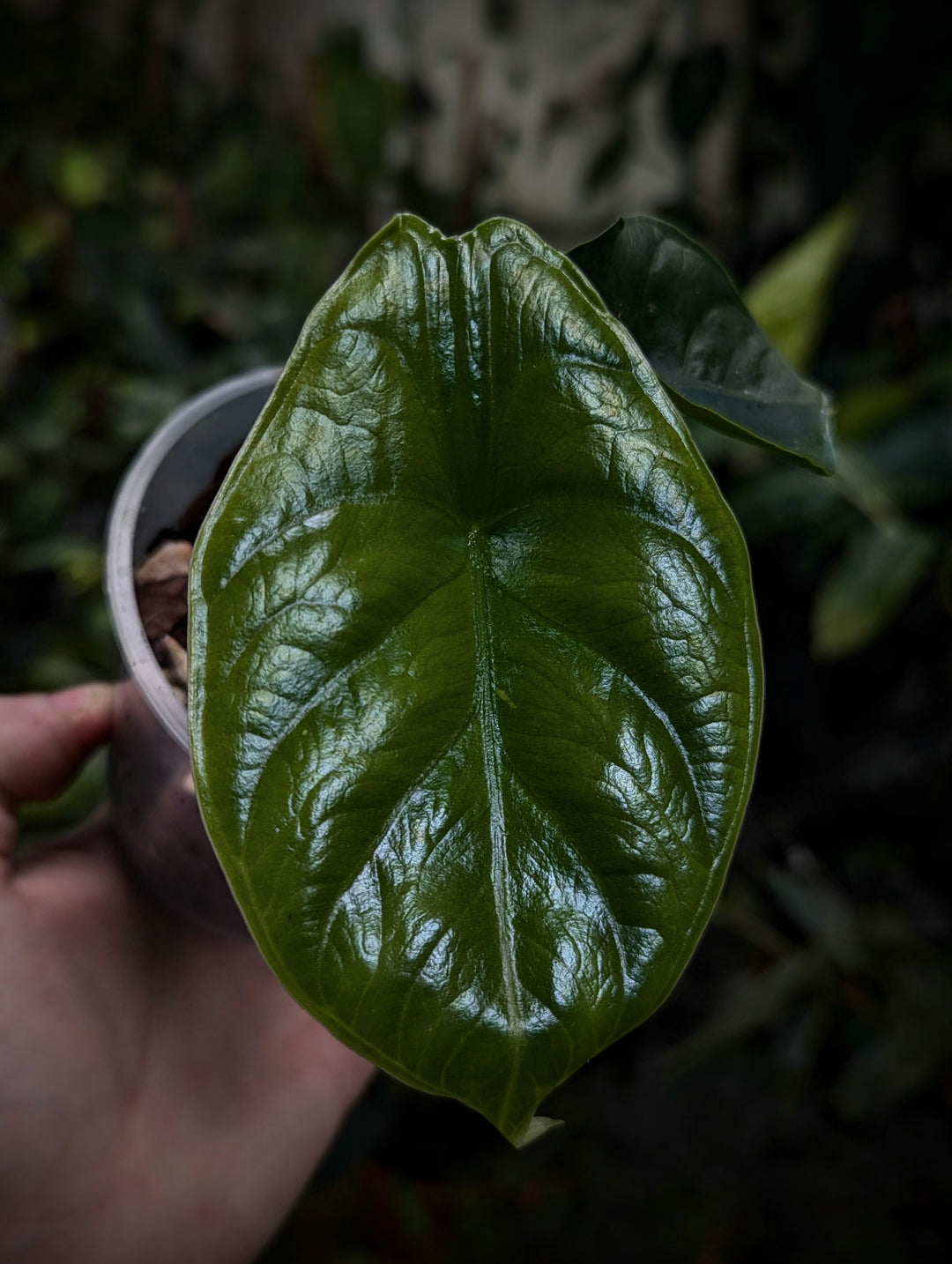 aglaonema unicorn Alocasia 'Green Unicorn' Azlanii x Dragon Scale | Plants