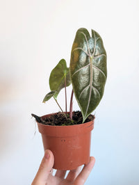 Alocasia suhirmaniana 'Purple'