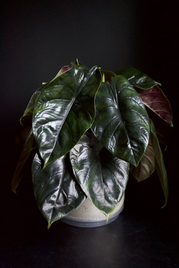 Alocasia 'Green Unicorn' Azlanii x Dragon Scale - GROW TROPICALS