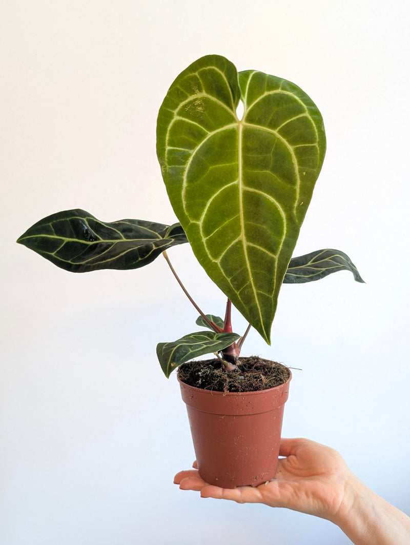 Imperfect Anthurium regale — 12cm Imperfect