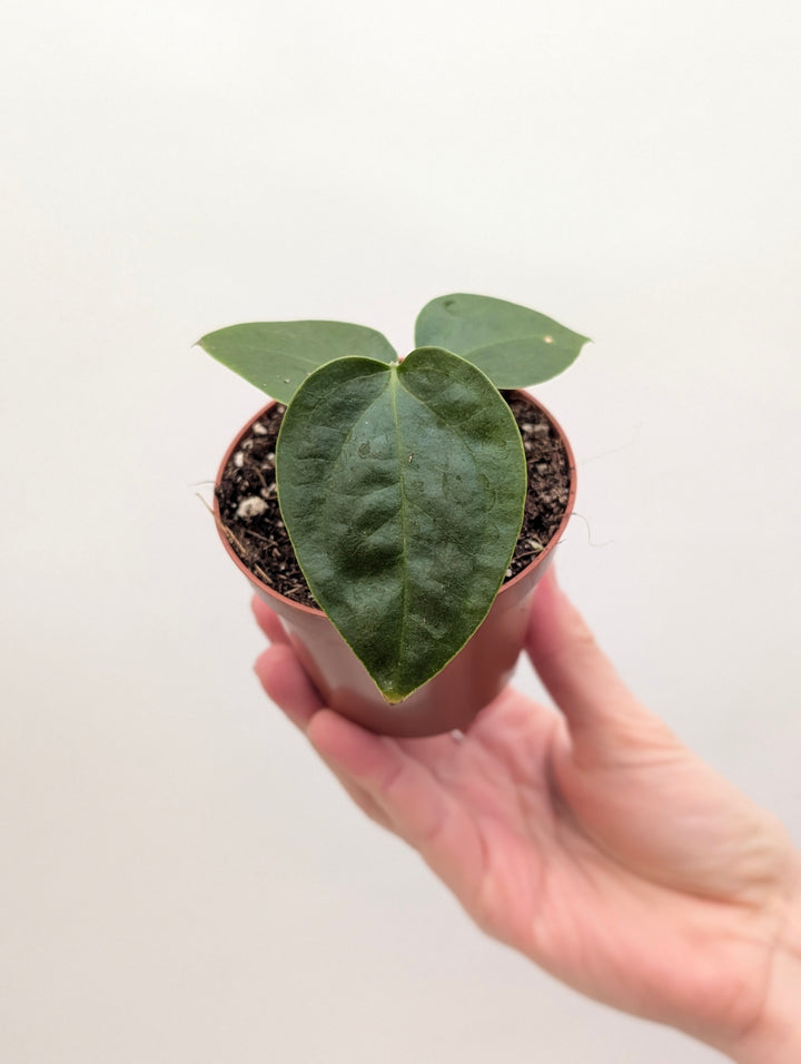 Anthurium sp. Napo 8cm Plants GrowTropicals