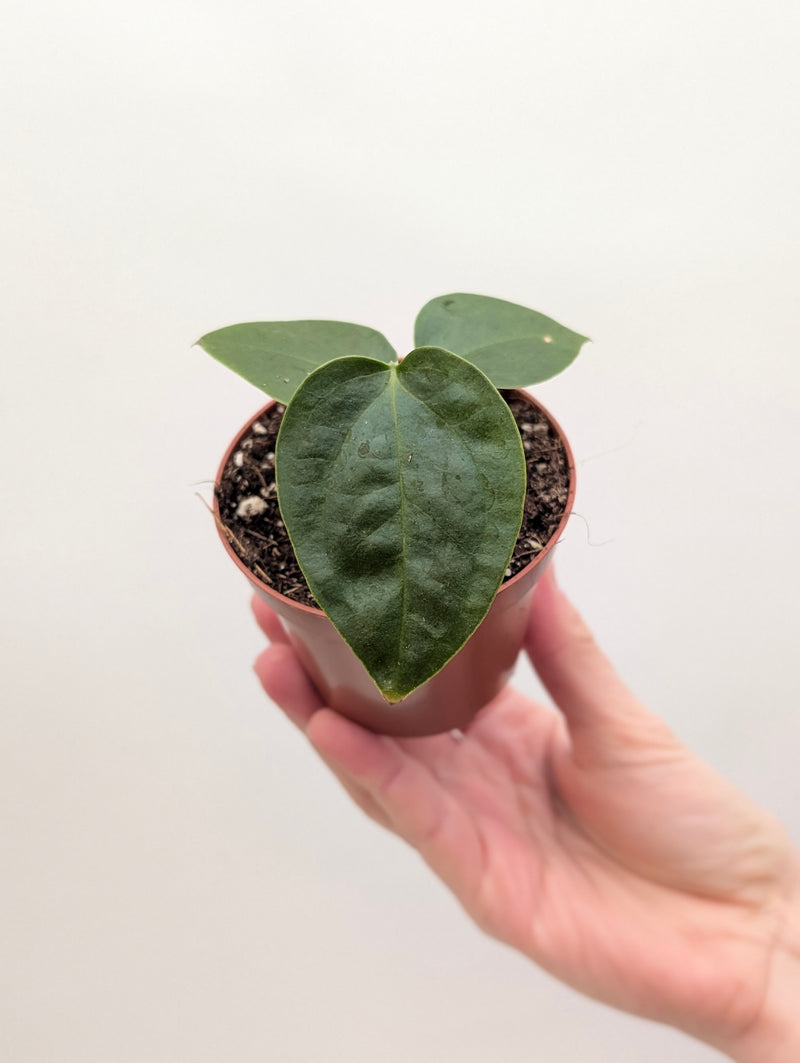 Anthurium sp. Napo — 8cm