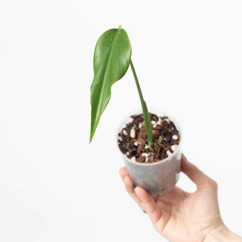 Monstera 'Burle Marx Flame' Plants GrowTropicals