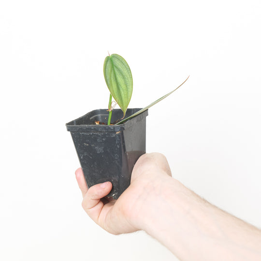 Philodendron 'Burle Marx's Fantasy' 7cm Plants GrowTropicals