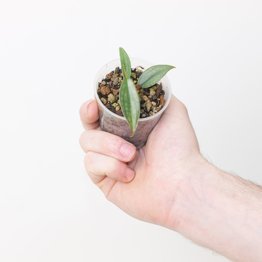 Philodendron 'Burle Marx's Fantasy' Plants GrowTropicals
