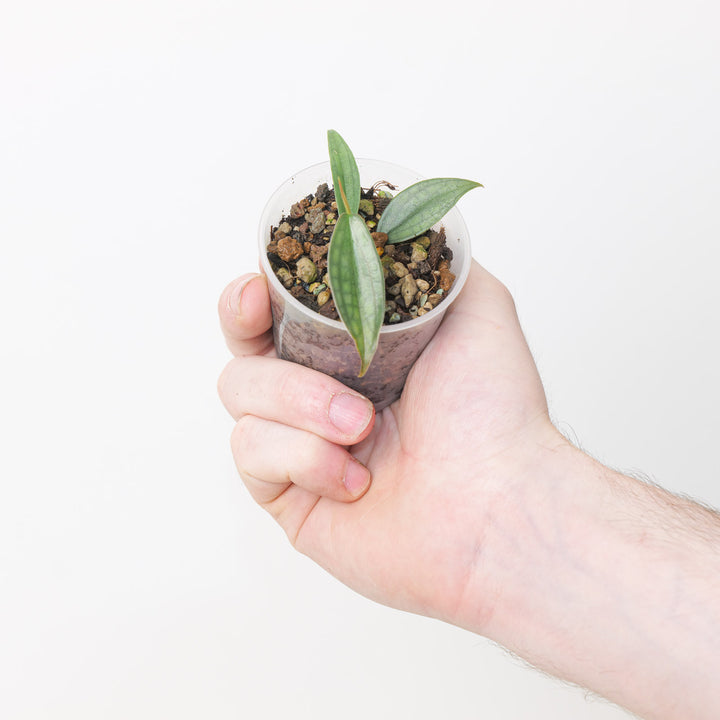 Philodendron 'Burle Marx's Fantasy' Plants GrowTropicals