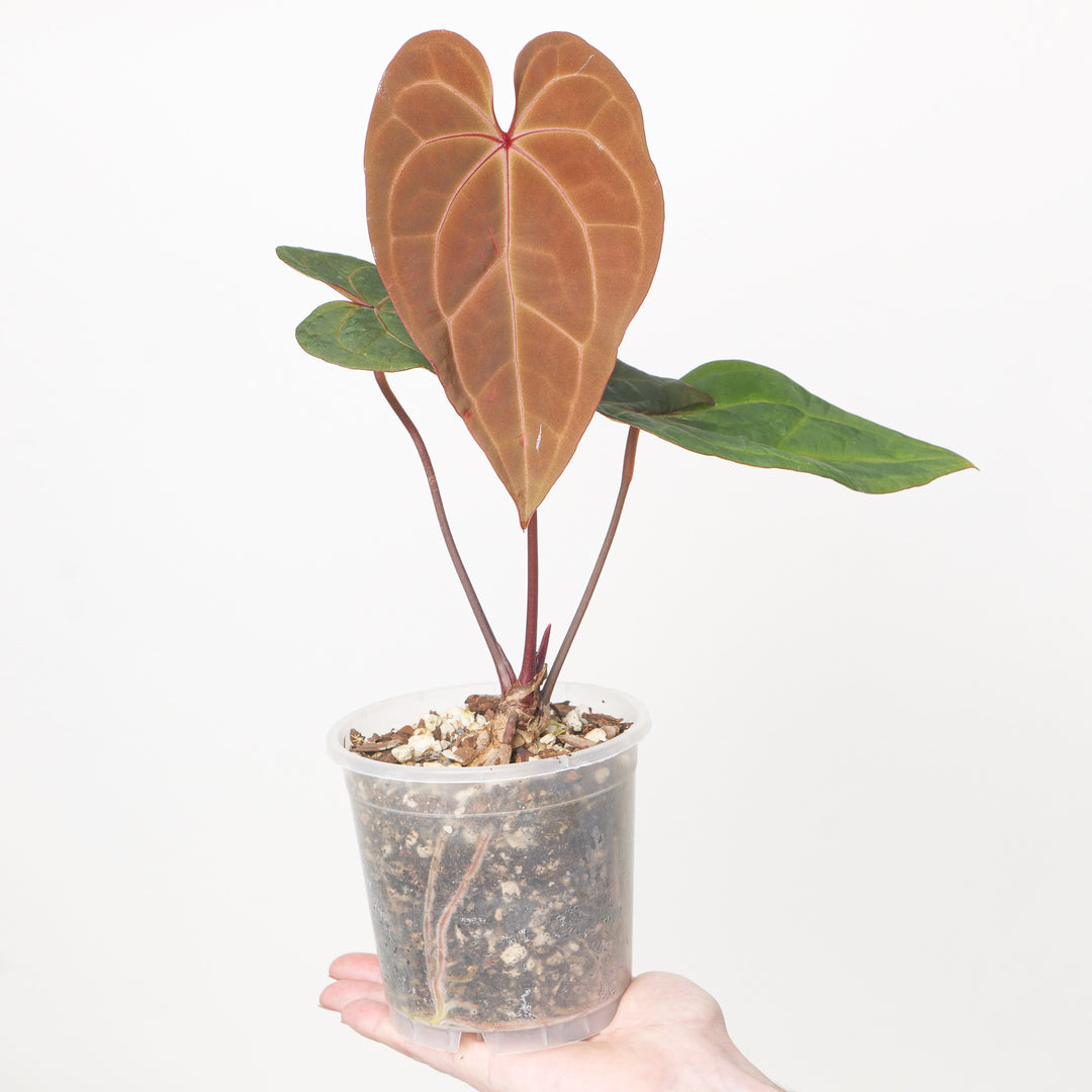 Anthurium BVIT x RC 12cm / A Plants GrowTropicals