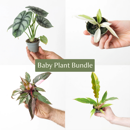 Unusual Baby Bundle Plant Bundle GrowTropicals